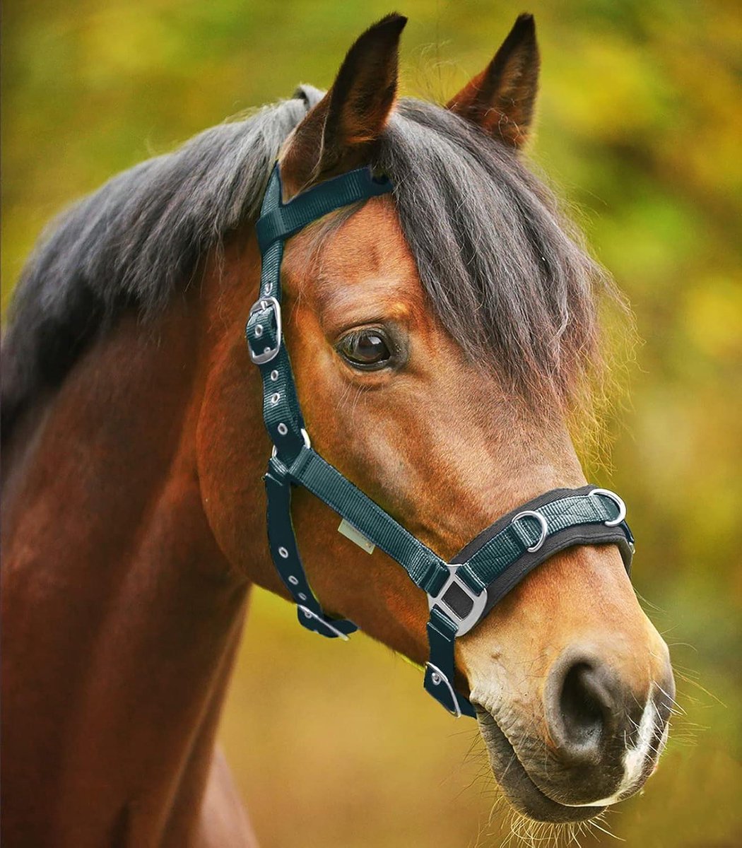 Longeerhalster Paard - Halster Nylon - Paard Trainen - Goed Gevoerd - Cob Maat - Groen