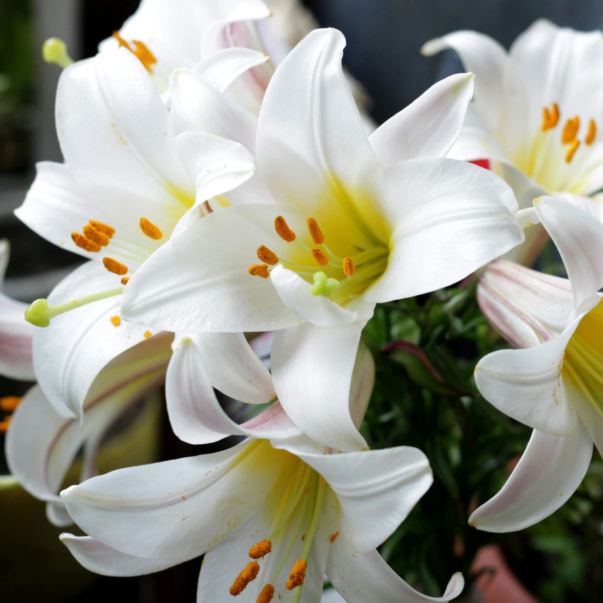 Witte lelie (Lilium Candidum) - Madonna Lelie - Snijbloemen - Geurend - Zomerbollen - Voorjaarsbollen - bloeit in Juni / Juli