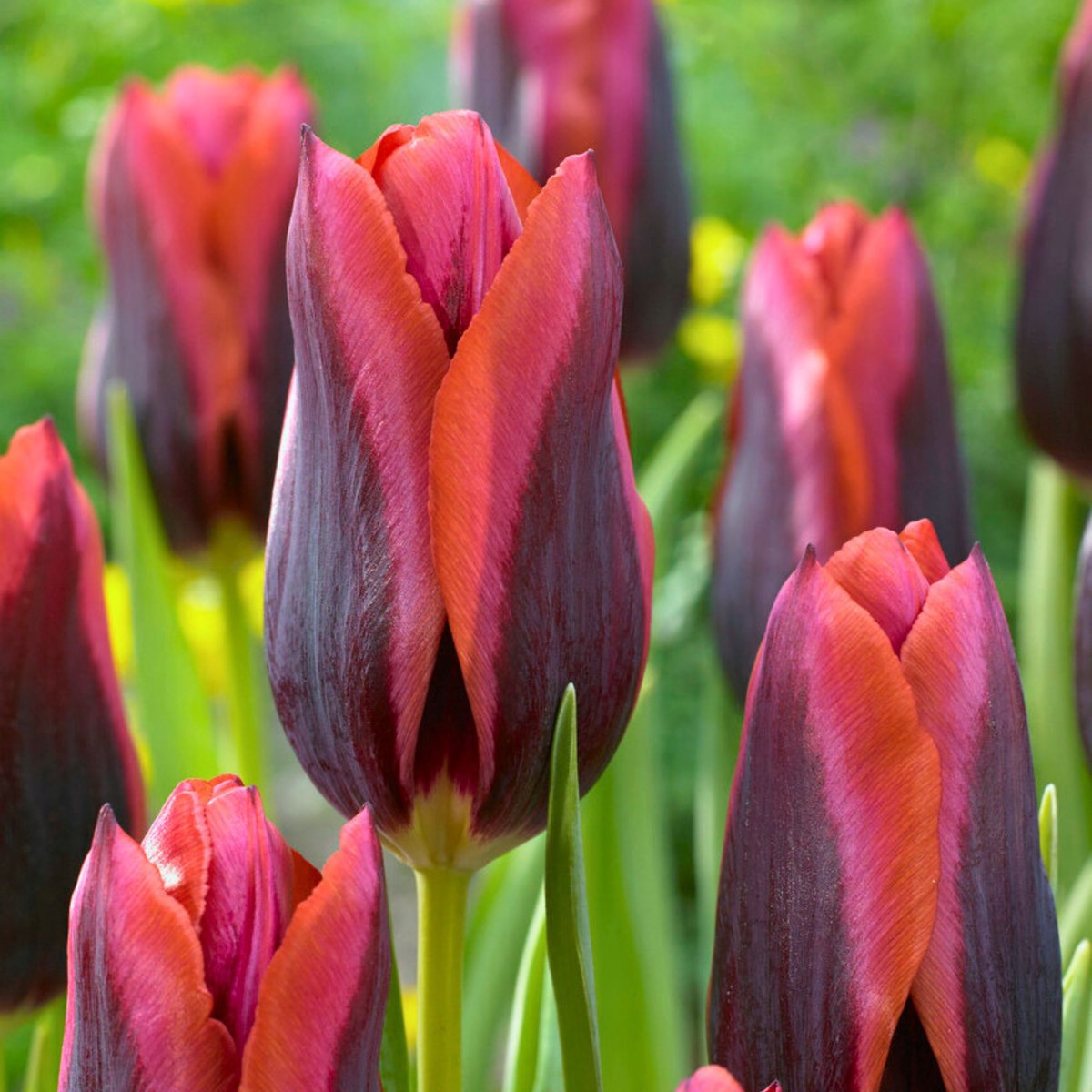 Tulp Slawa - Tulipa - Snijbloemen - Voorjaarsbollen - bloeit in April / Mei