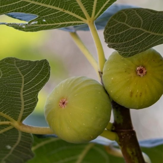 Vijgenboom - Fruitplant Vaste Plant - Fruit Kweken - Twee Jaar Gekweekt - Max 170 cm - Groen — afbeelding 2