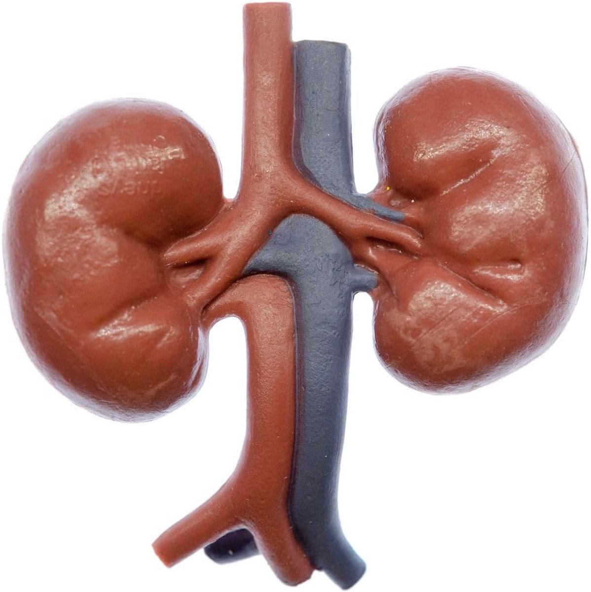 Nier Broche Pin Knop Orgel Menselijke Geneeskunde Anatomie Arts 3D, 50mm, Rubber