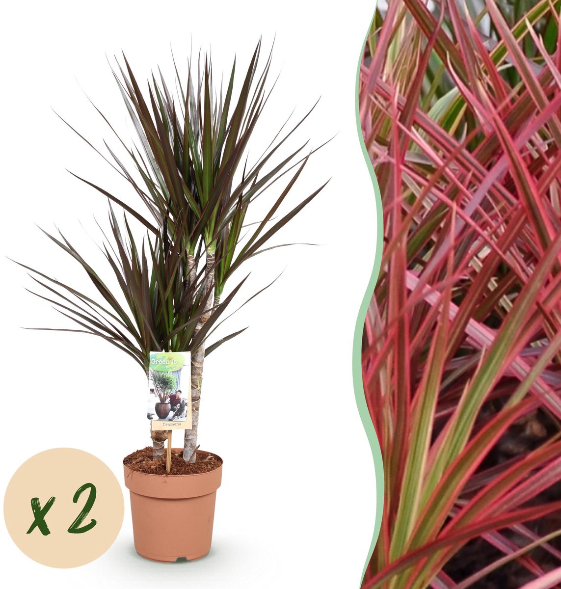 Green is... Kamerplanten - Dracaena Magenta - Drakenbloedboom - Weinig onderhoud - Groen - 2 Planten - Pot 17cm - Hoogte 70-80cm