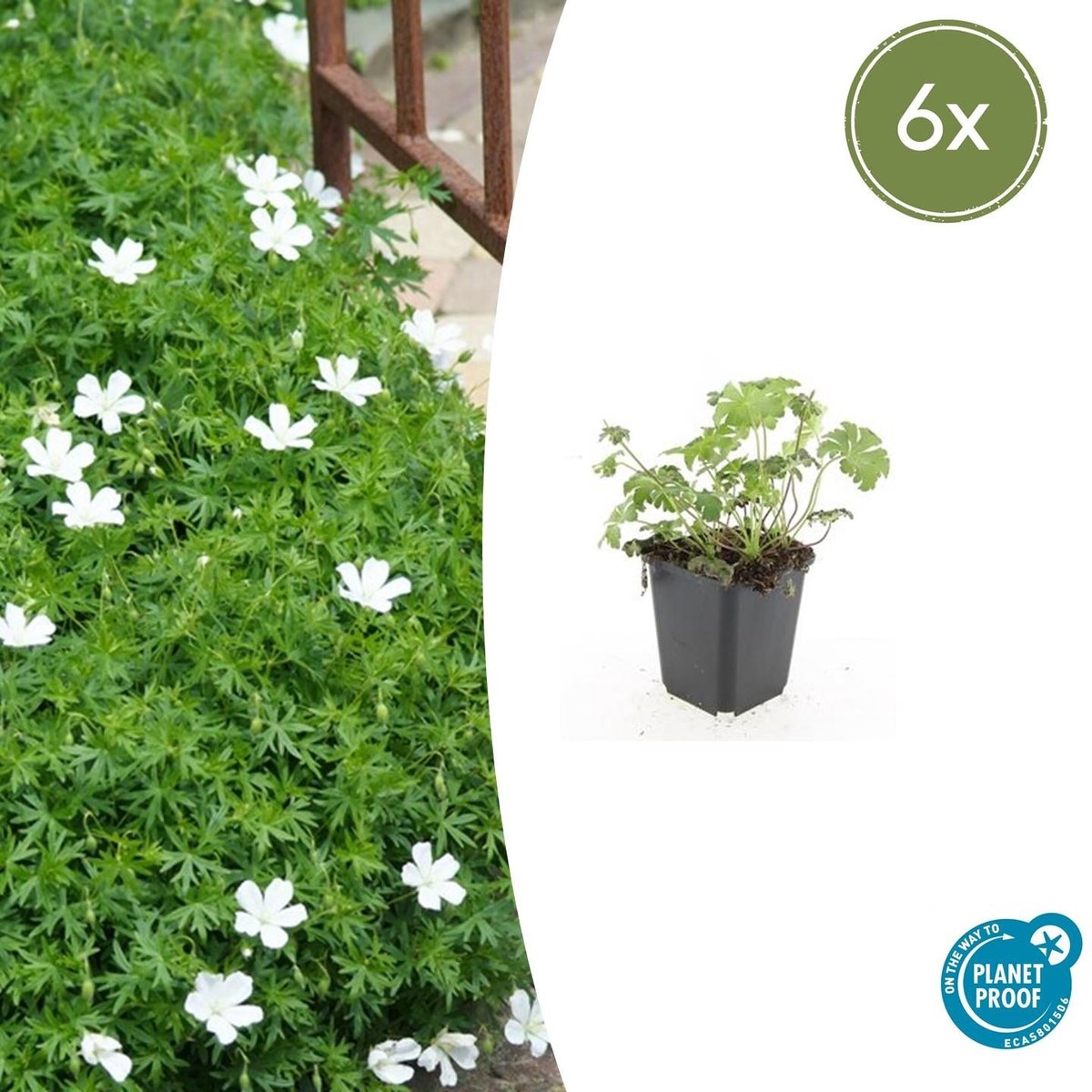 6x Geranium sang. 'Album' - 10-25cm - Ø9cm