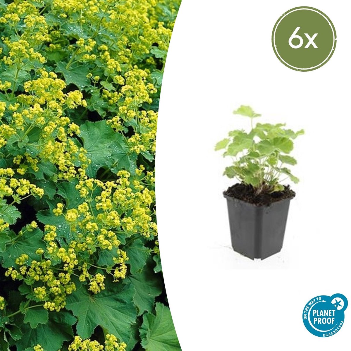 6x Alchemilla mollis - 10-25cm - Ø9cm