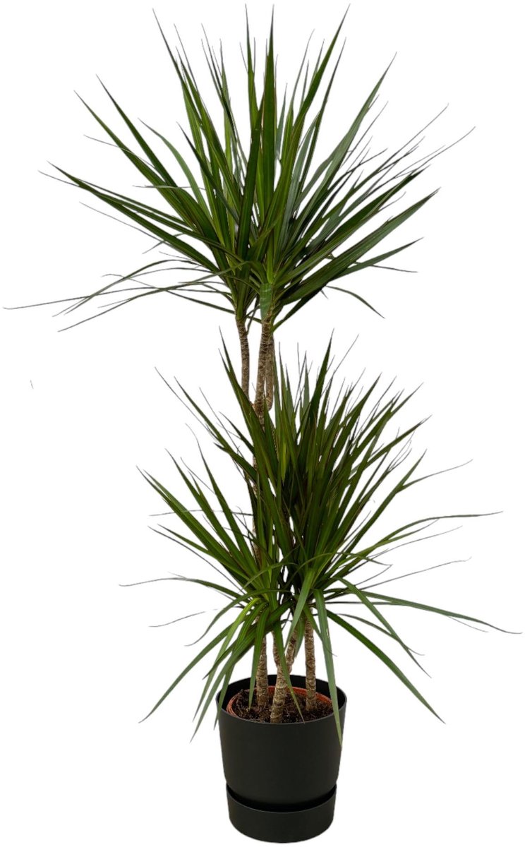 Dracaena Marginata - ↨120cm - Ø21cm inclusief elho Greenville Round zwart D24xH23