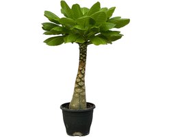 Birghamia Insignis - 25 cm - Ø12cm