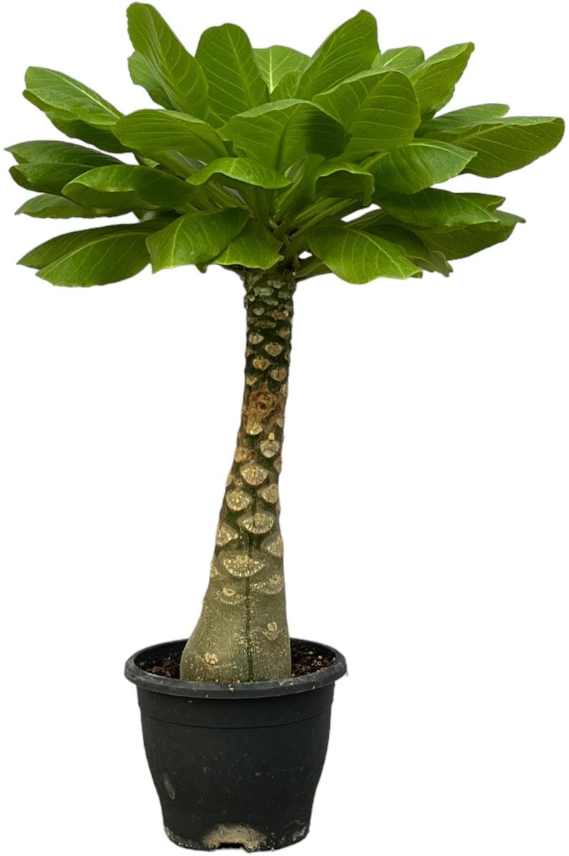 Birghamia Insignis - 25 cm - Ø12cm