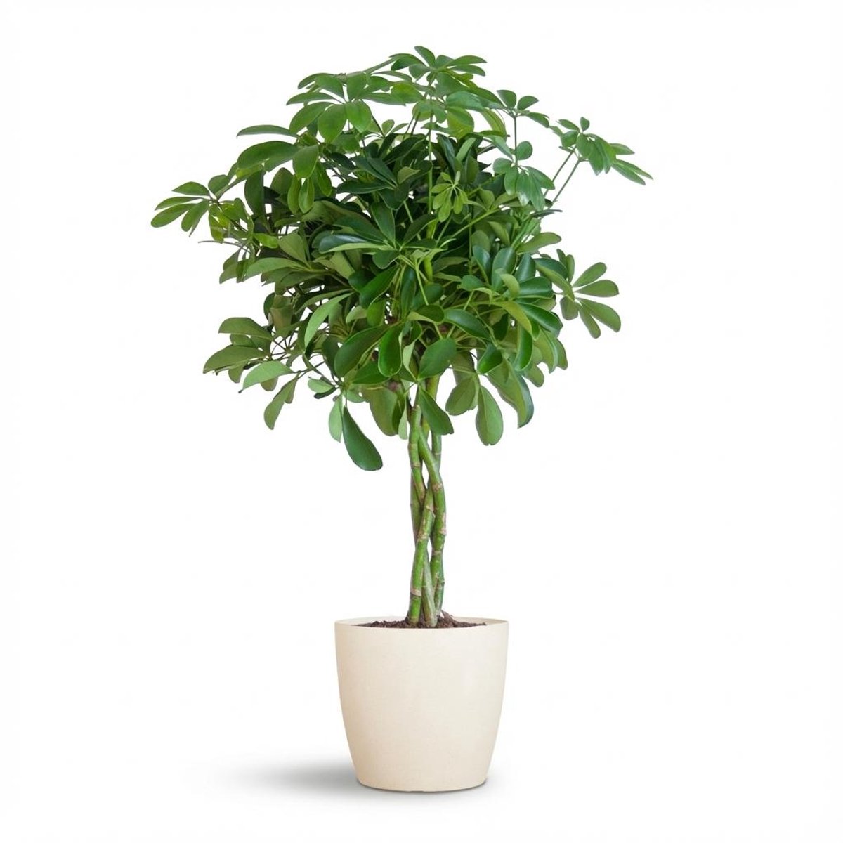 Schefflera Arab Nora met Potter wit - 70cm - Ø21
