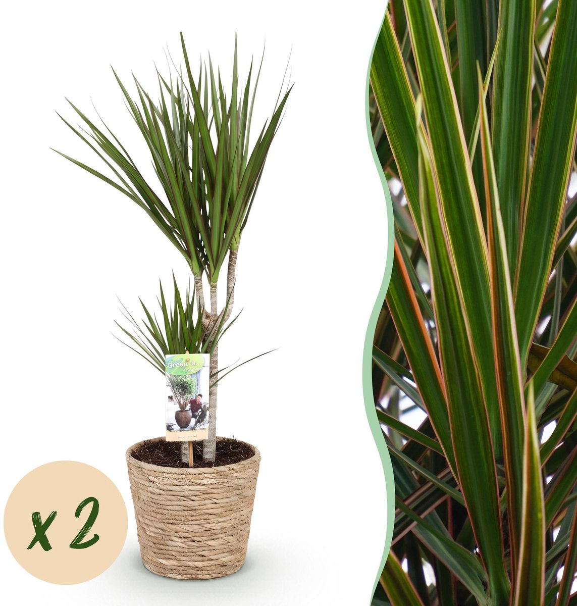 Green is... Kamerplanten - Dracaena Marginata - Drakenbloedboom - Weinig onderhoud - met mand - Groen - 2 Planten - Pot 17cm - Hoogte 70-80cm