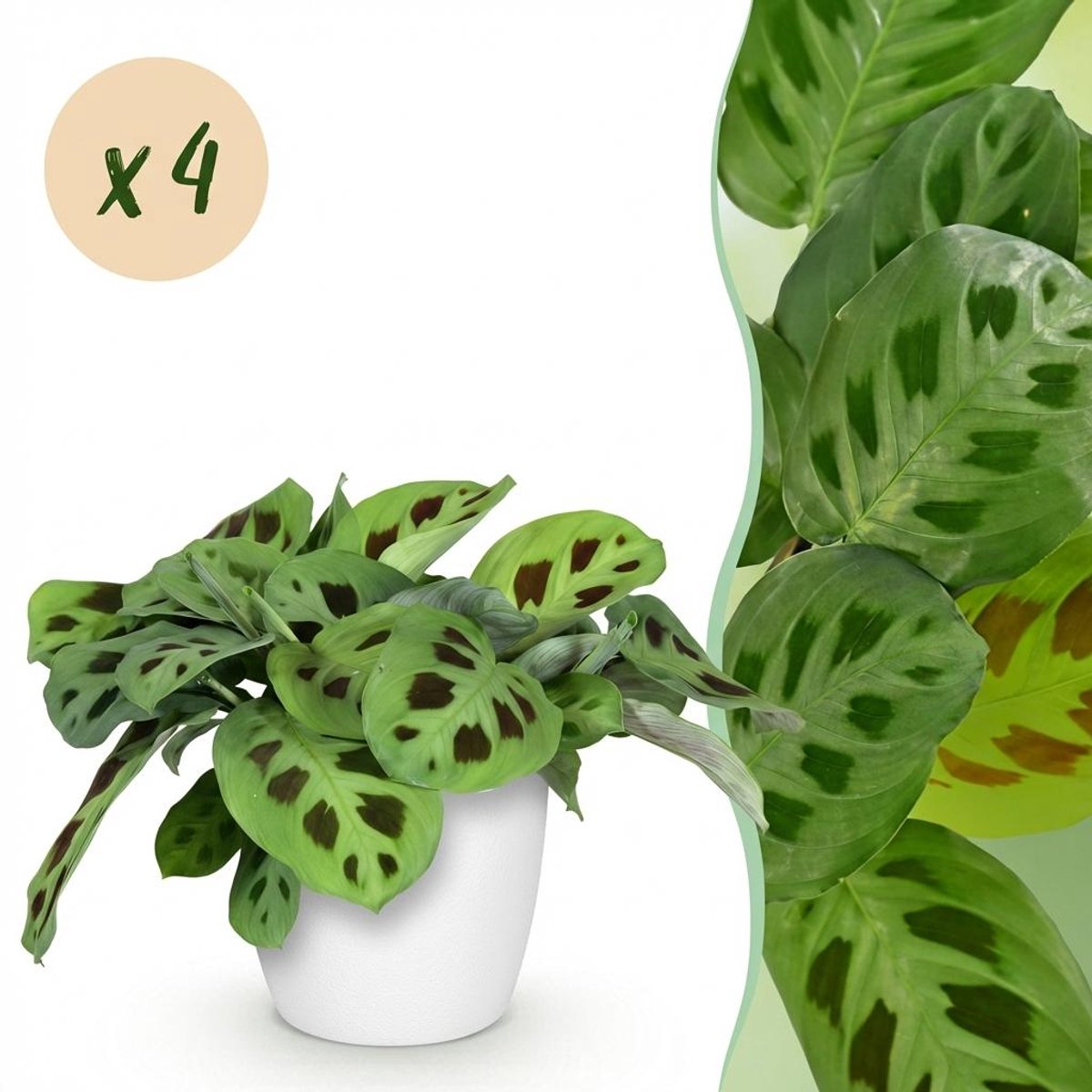 Kamerplant - Maranta Fascinator Kerchoveana - Zebraplant - Huisdiervriendelijke Plant - Groen - 4 Planten - met Potter Wit - Pot 12cm - Hoogte 25cm