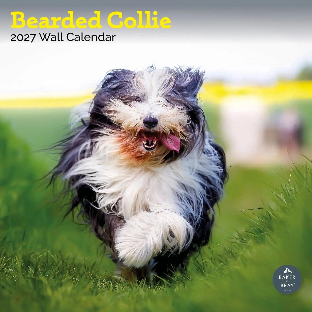 Bearded Collie Kalender 2027