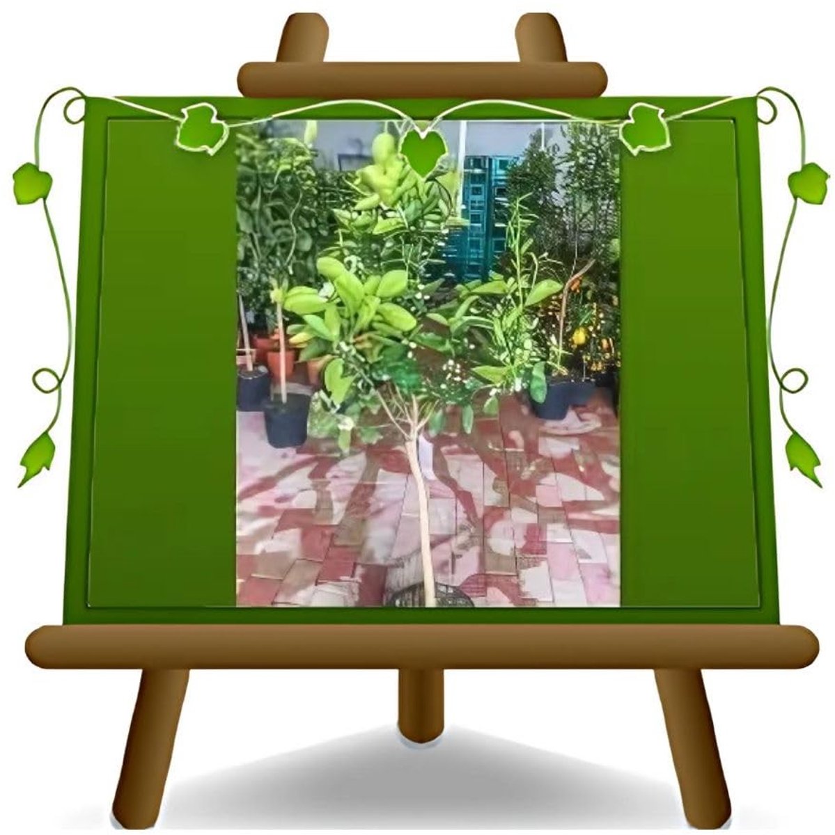 Elzusha - Citrus Sinaasappel Boom 150-160 cm in Pot van 26 cm