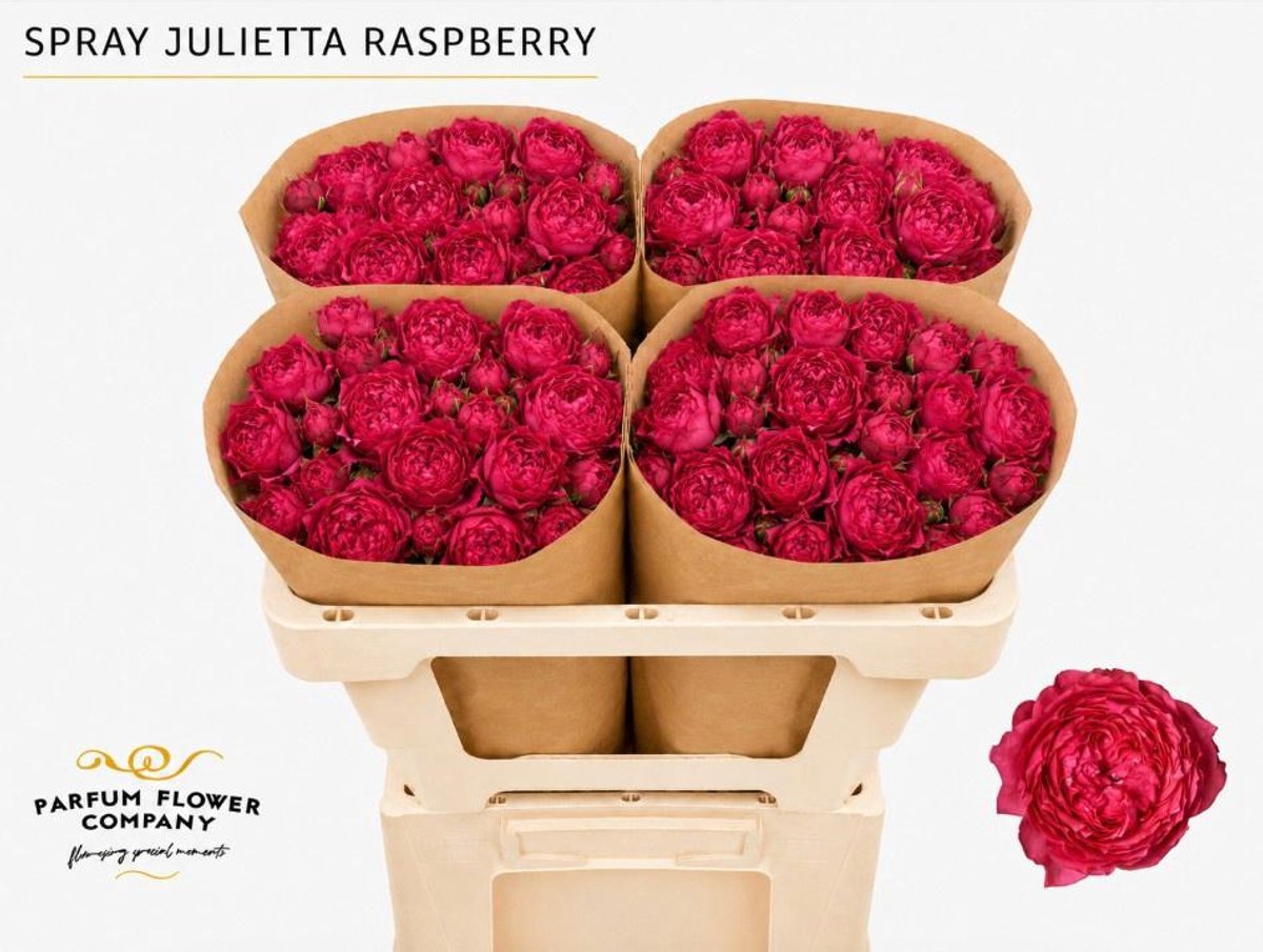 12x Rosa julietta raspberry 50cm