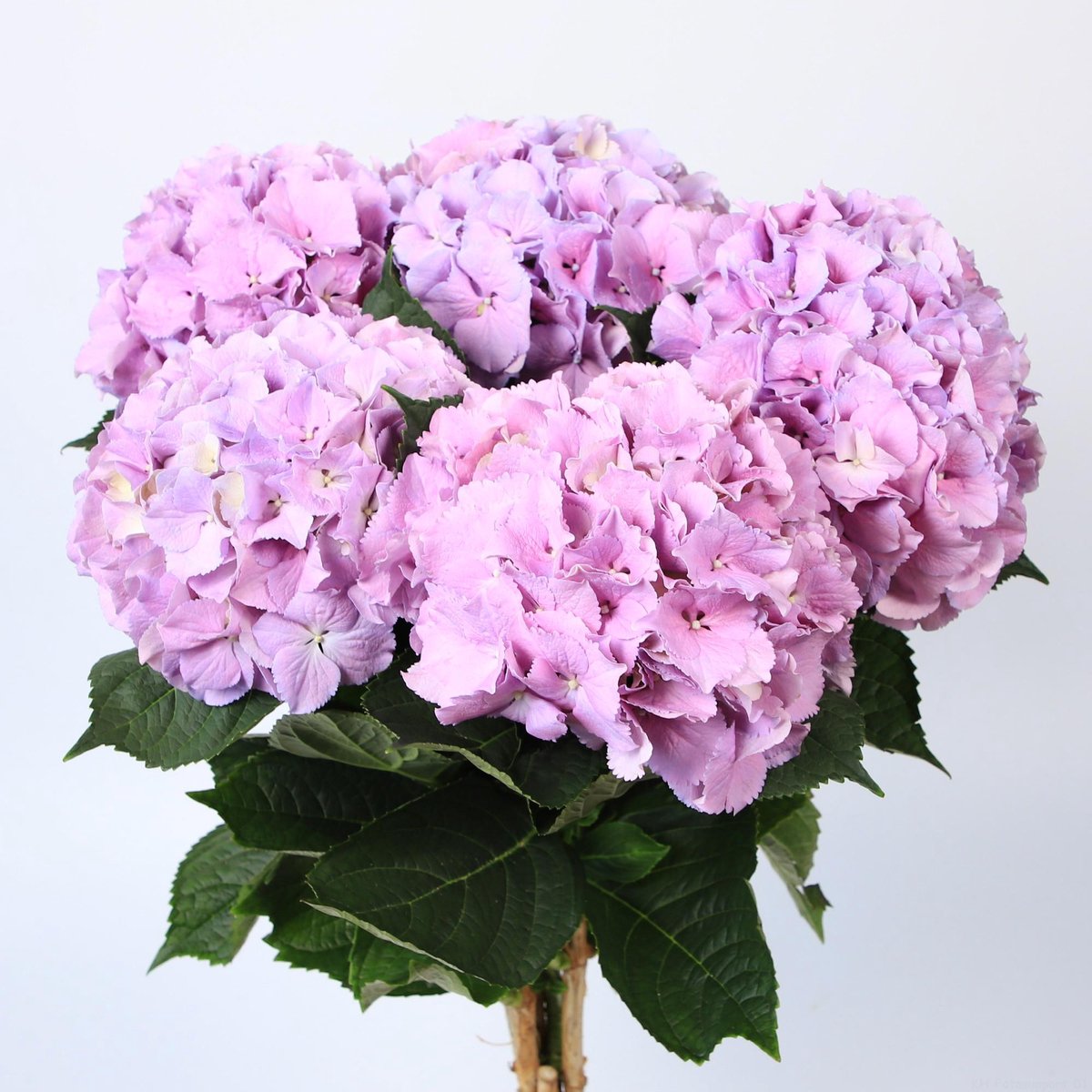10x Hydr.royal benefit 80cm