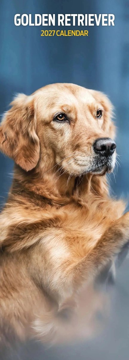 Golden Retriever Kalender 2027 Slimline