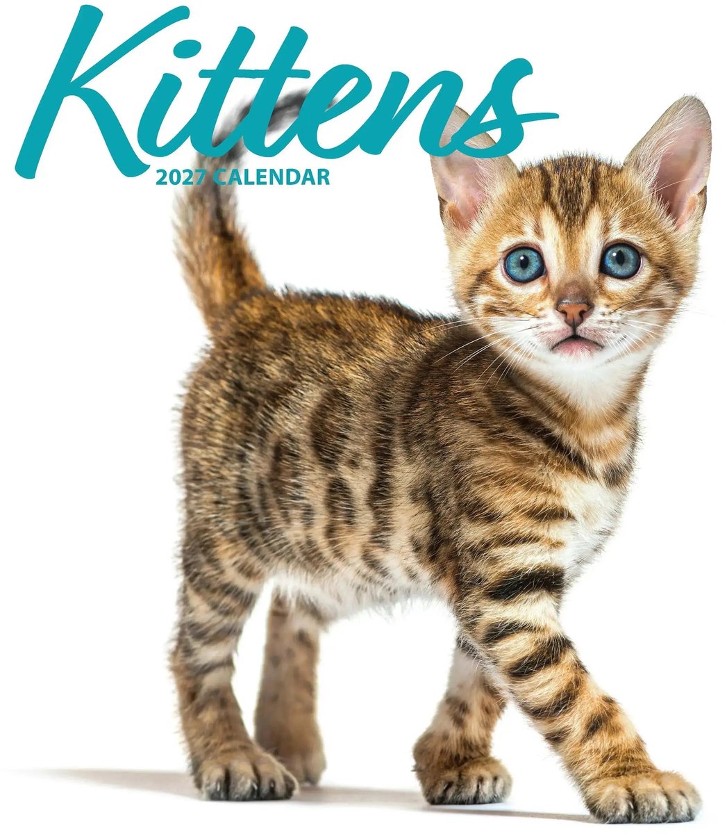 Kittens Modern Kalender 2027
