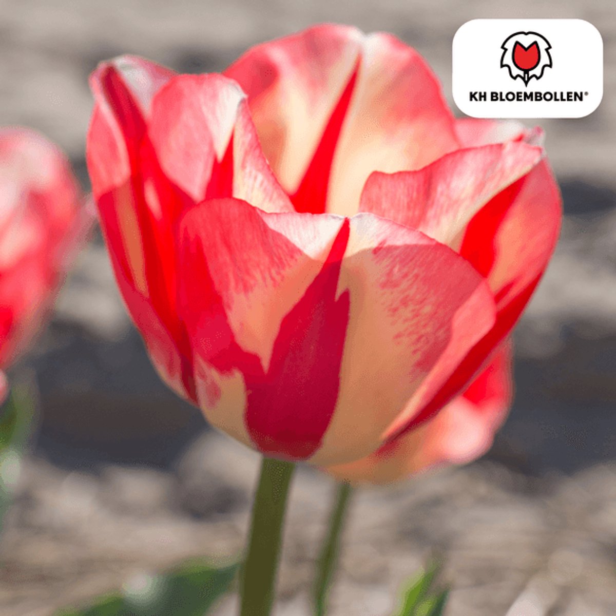 Tulpenbollen Spring Break – 20 Stuks | Rood-Oranje Tulp – Vurig, Energiek & Opvallend – Voor Tuin of Pot – Maat 11/12 – Vers van de Teler