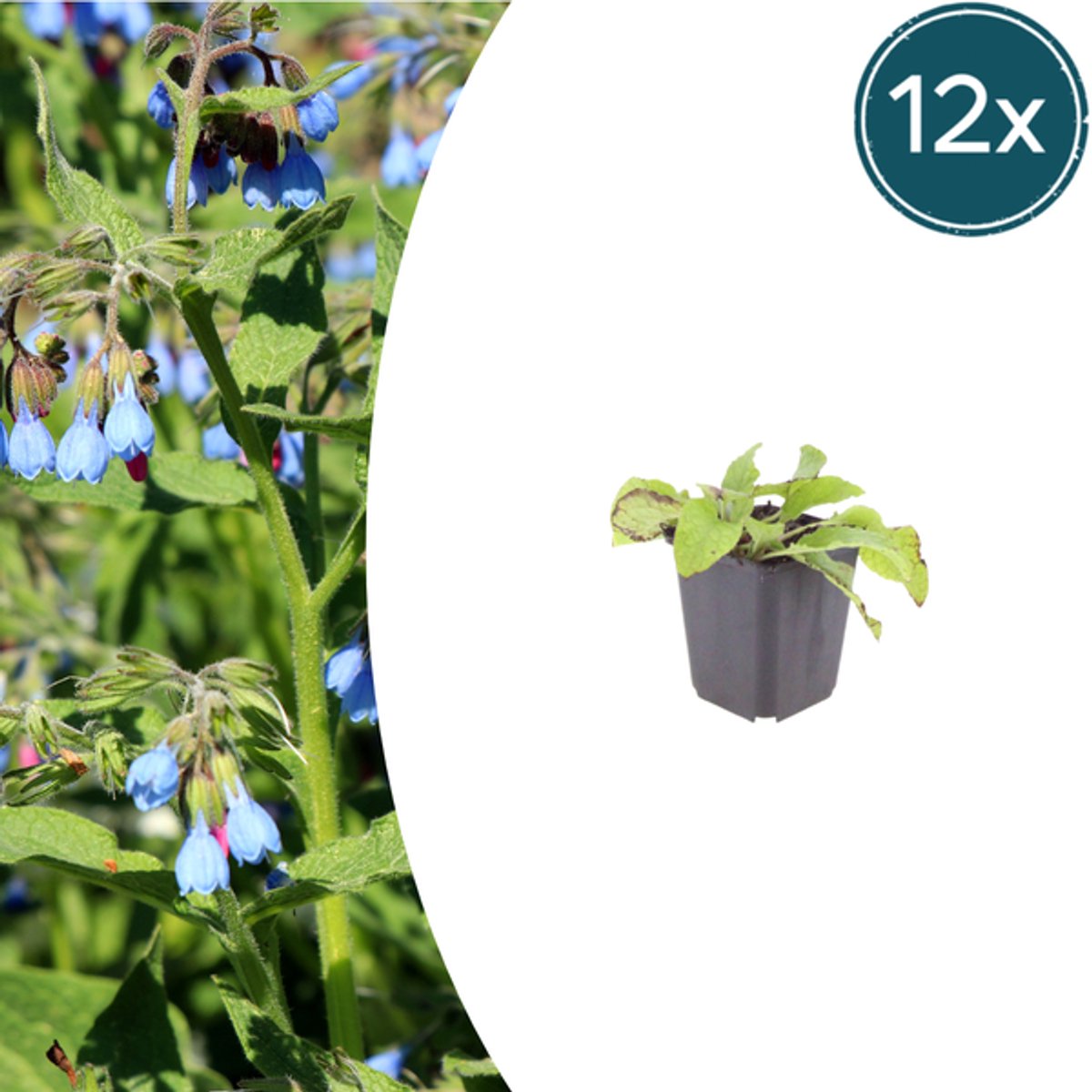 12x Symphytum grand. 'Wisley Blue' - 10-25cm - Ø9cm