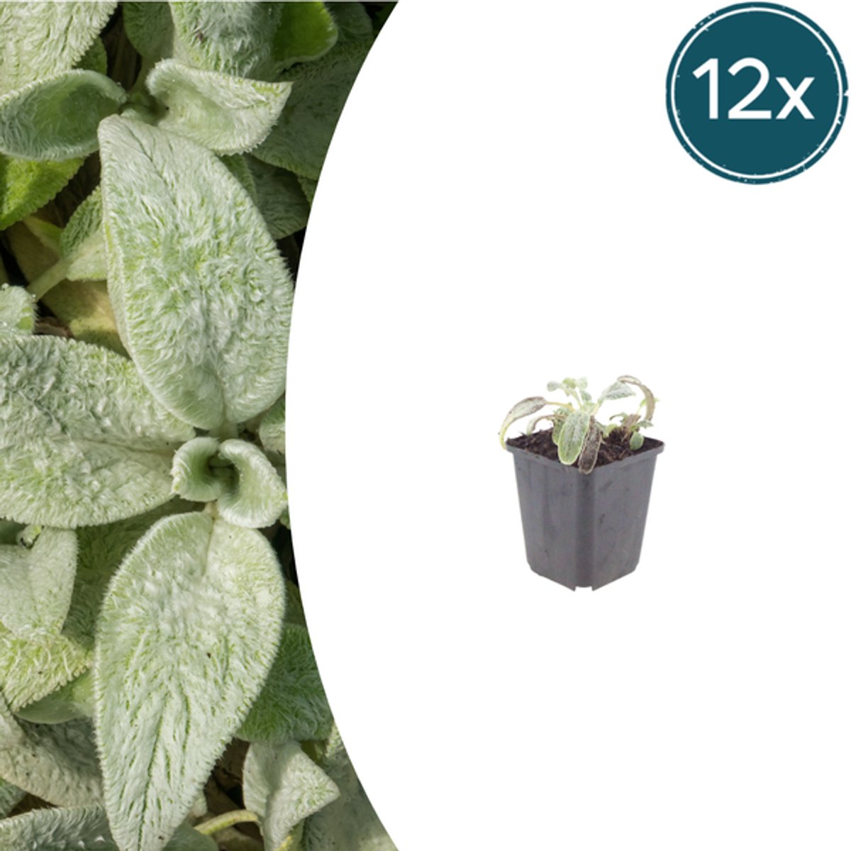 12x Stachys byzantina 'Silver Carpet' - 10-25cm - Ø9cm