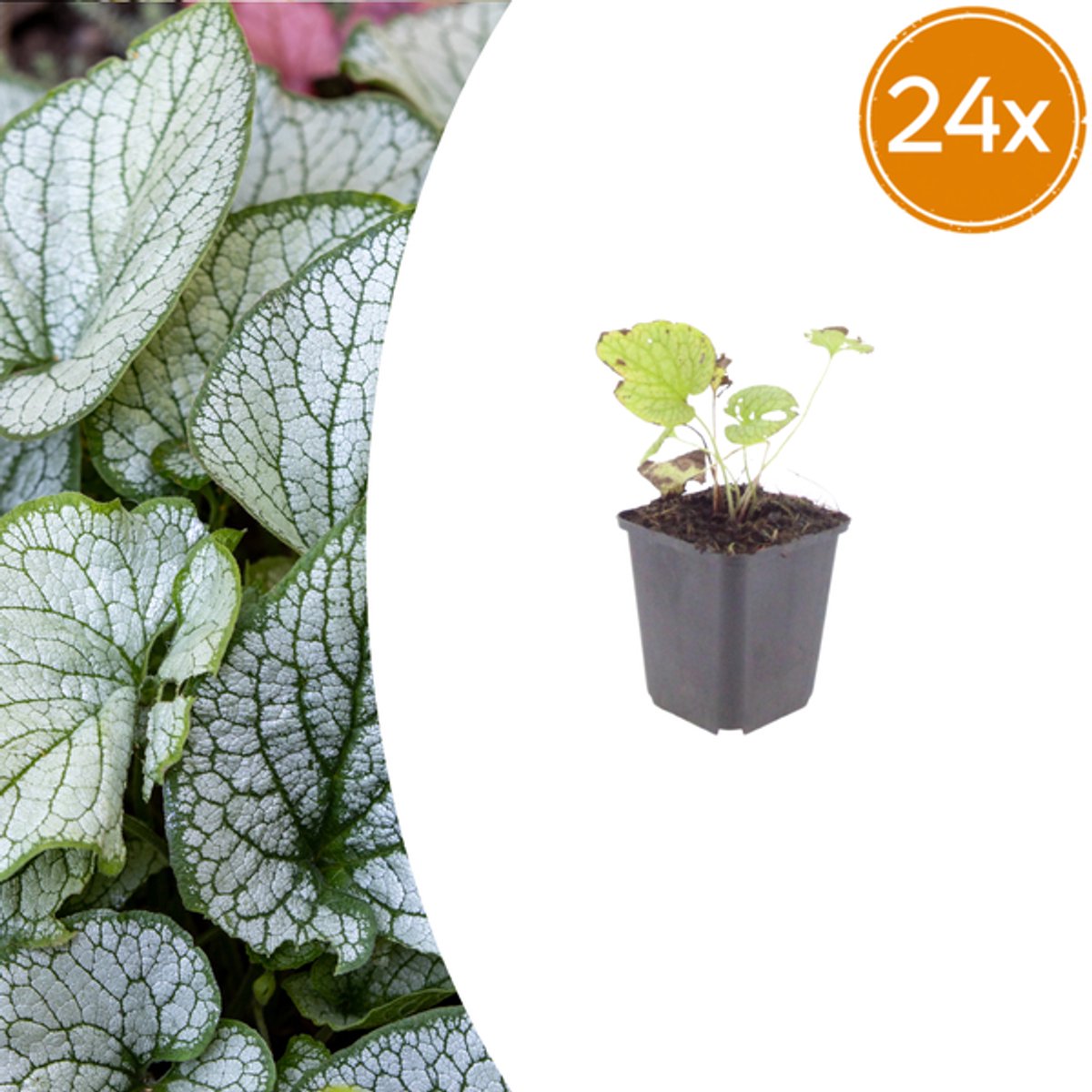 24x Brunnera macr. 'Jack Frost' - 10-25cm - Ø9cm