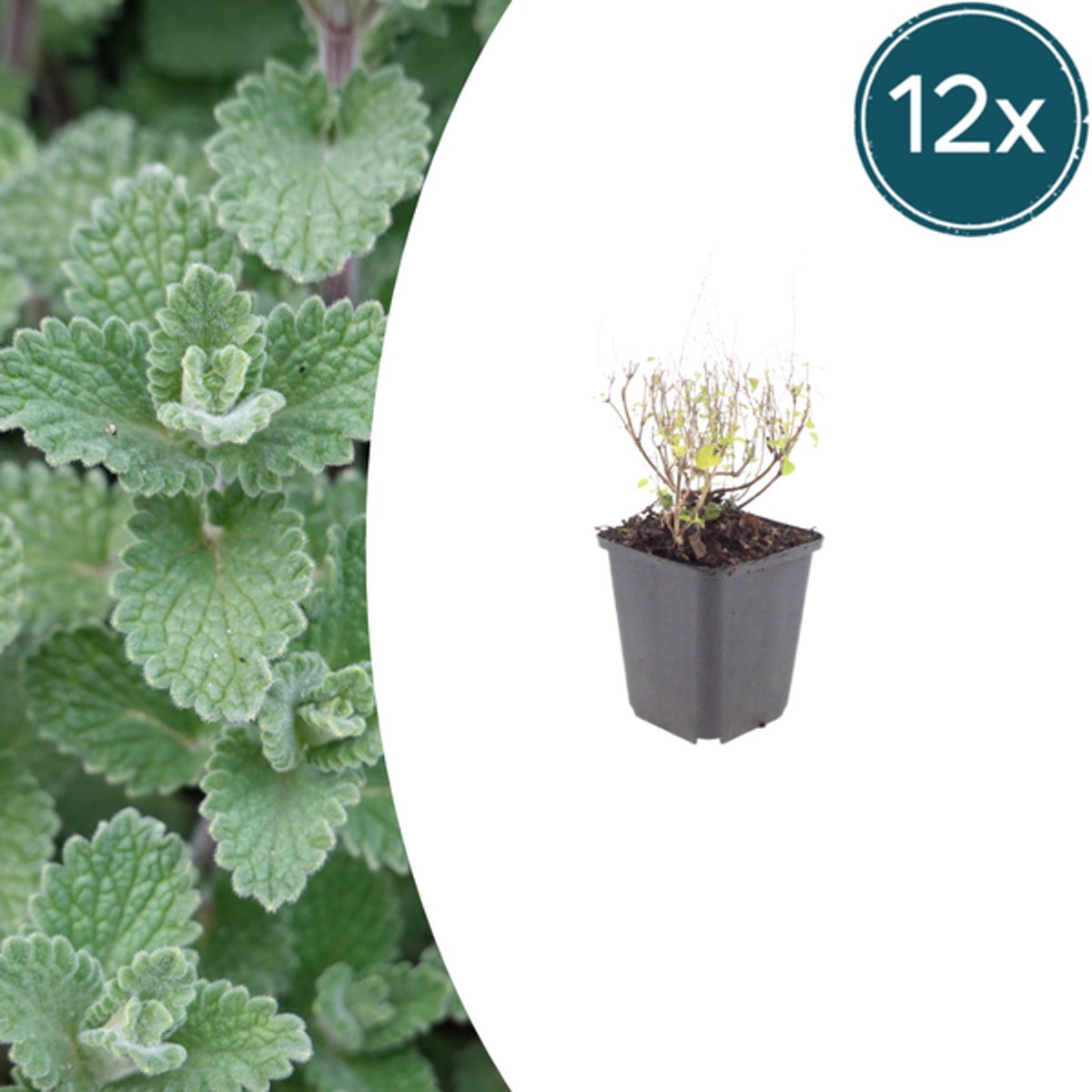 12x Calamintha n. nepeta - 10-25cm - Ø9cm
