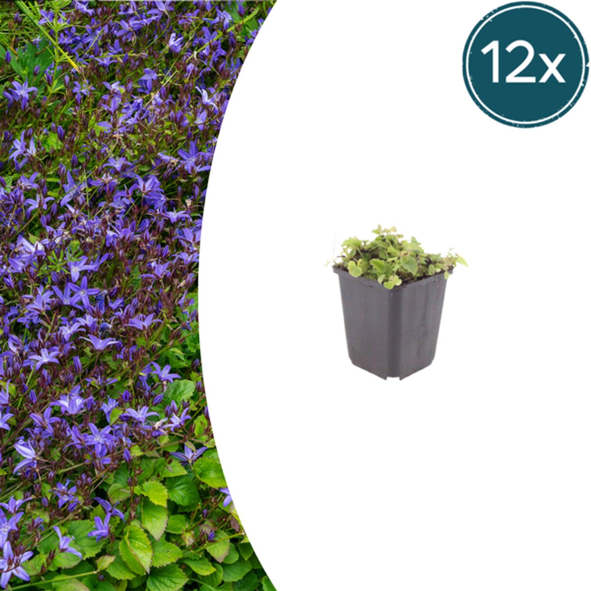 12x Campanula poscharskyana - 10-25cm - Ø9cm