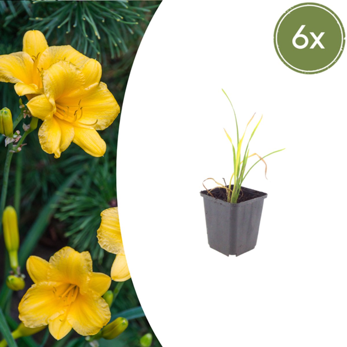 6x Hemerocallis 'Stella de Oro' - 10-25cm - Ø9cm