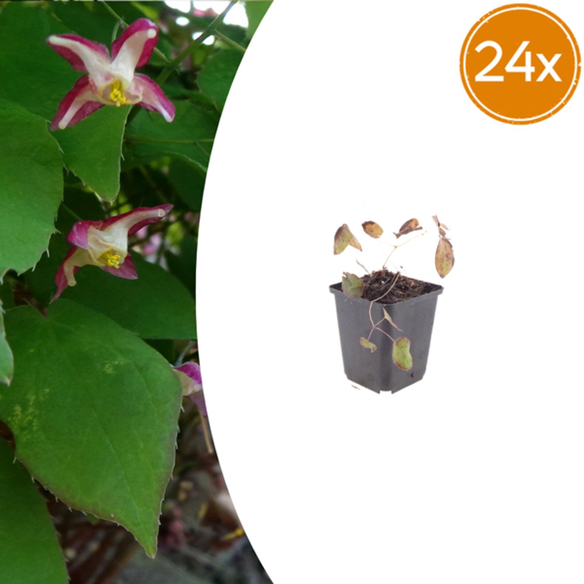 24x Epimedium rubrum - 10-25cm - Ø9cm
