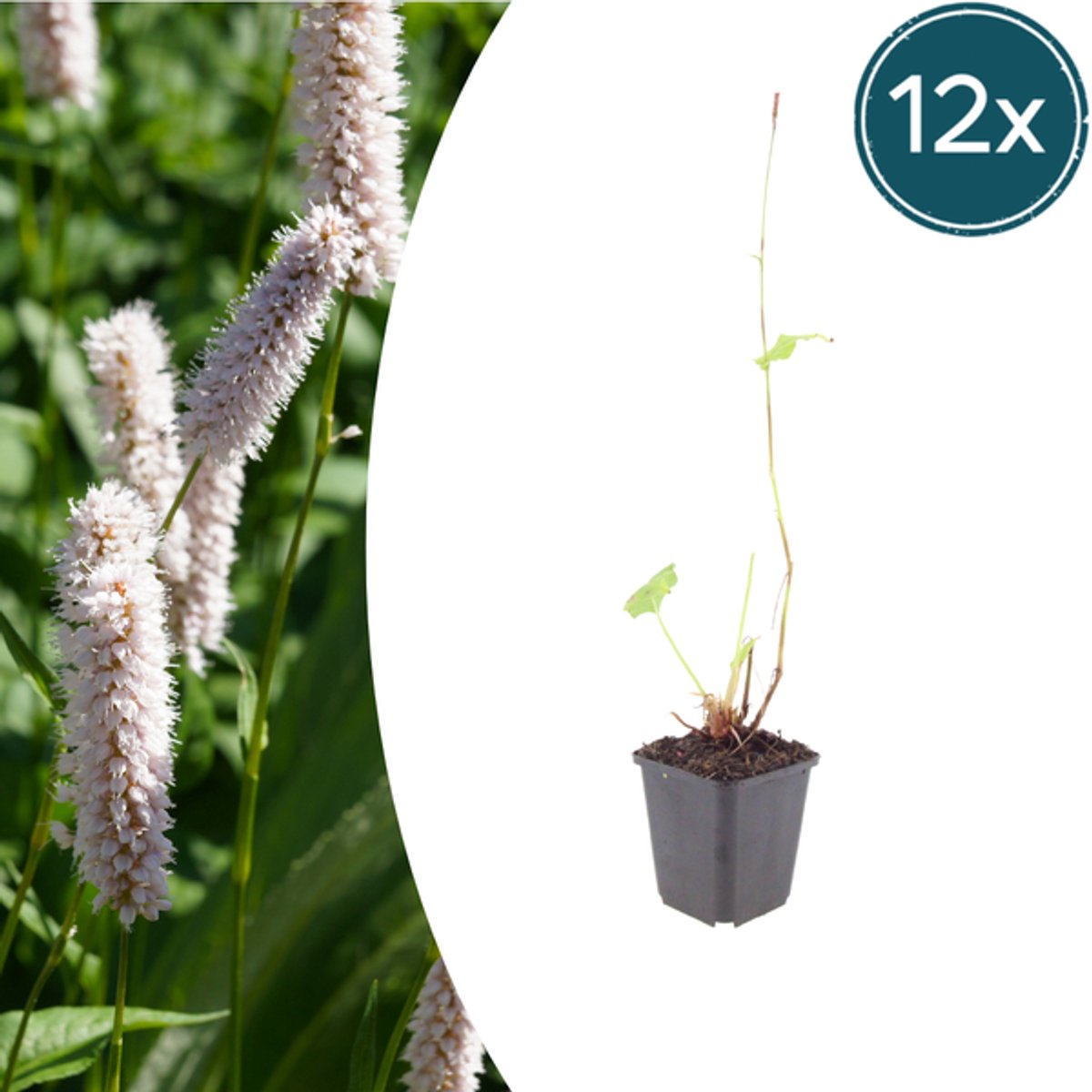 12x Persicaria bistorta 'Superba' - 10-25cm - Ø9cm