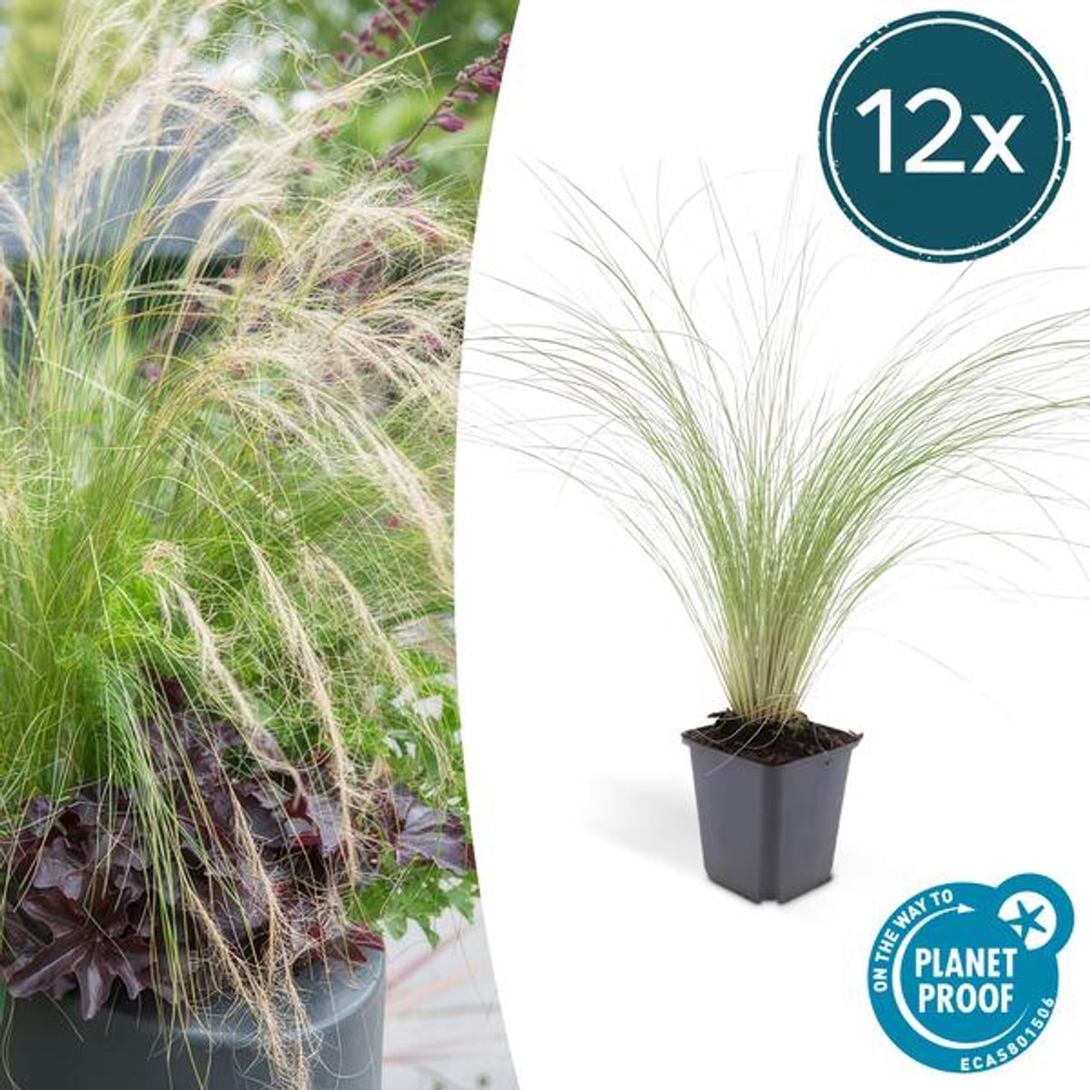 12x Stipa tenuissima 'Ponytails' - 10-25cm - Ø9cm