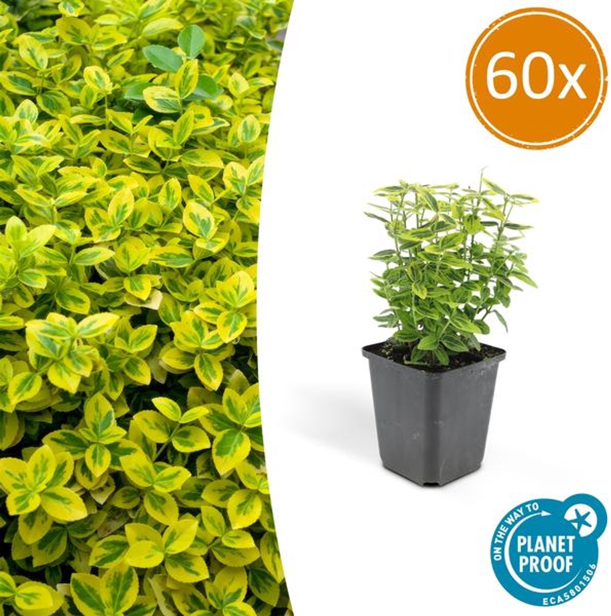 60x Euonymus fort. 'Emerald 'n Gold’ - 10-25cm - Ø9cm