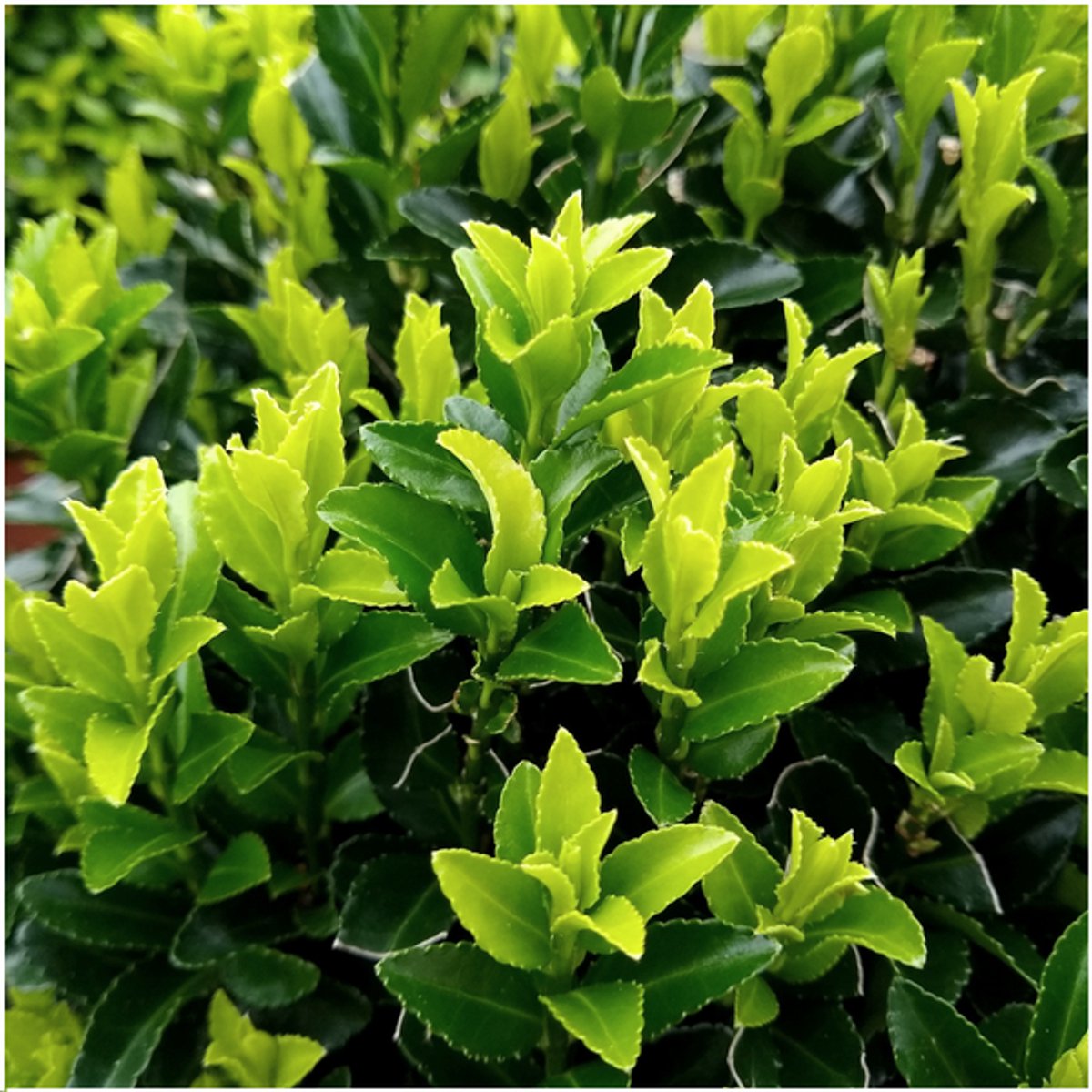 12 x 6 pack Euonymus 'Green Spire' - Ø 7 cm - ↨ 15 cm