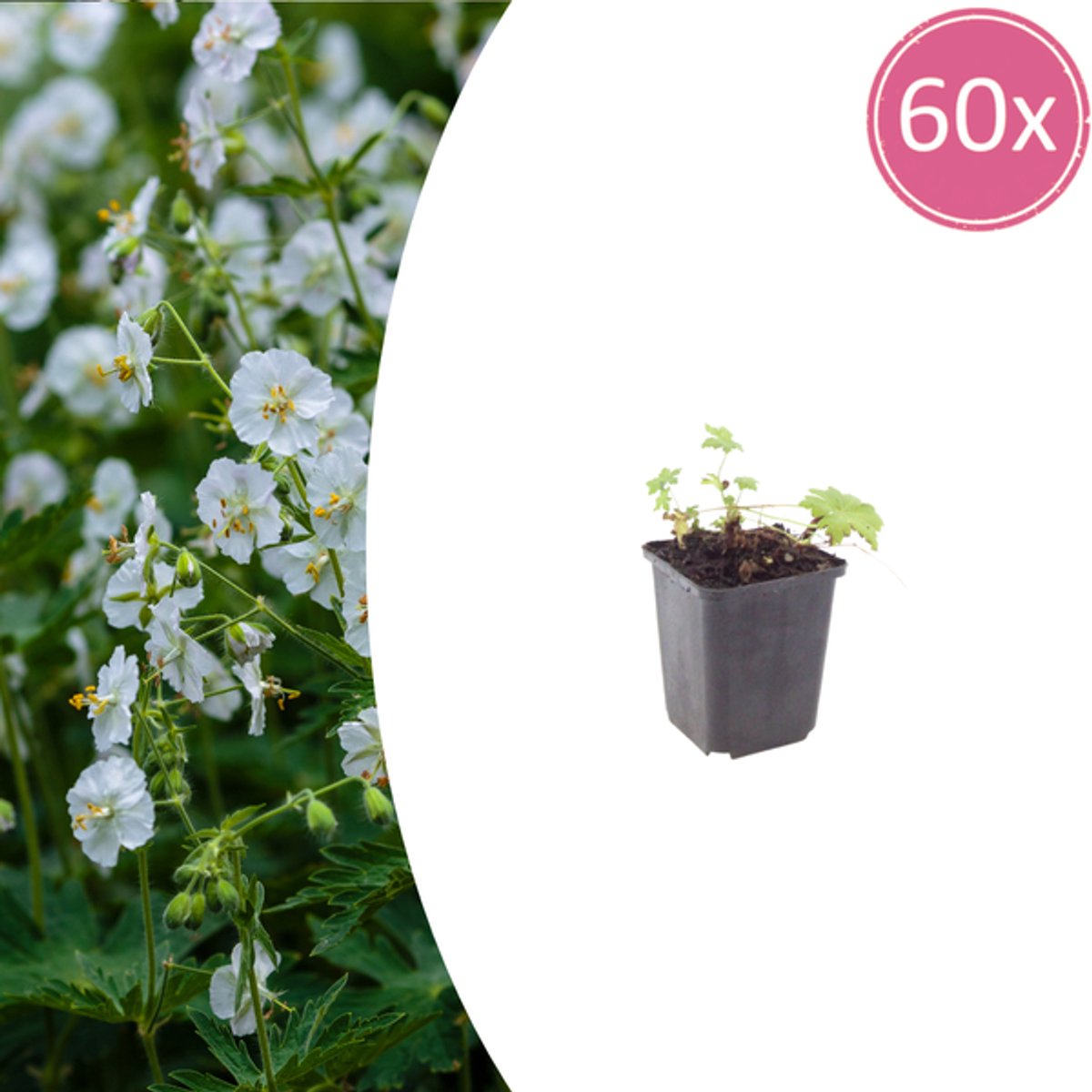 60x Geranium macr. 'White Ness' - 10-25cm - Ø9cm