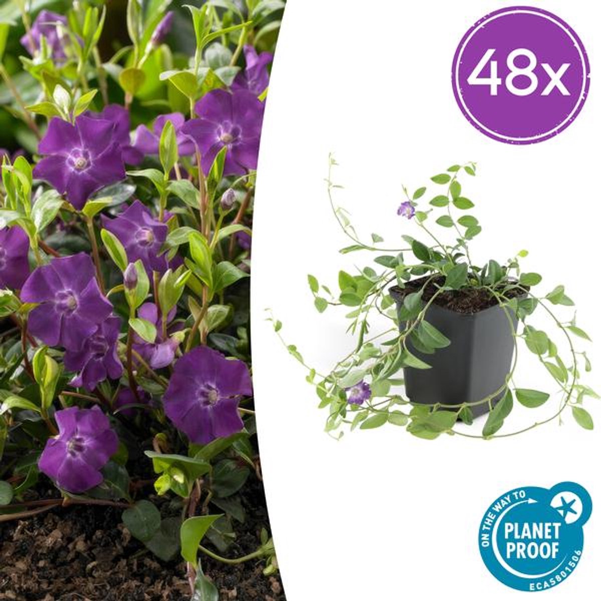 48x Vinca minor 'Atropurpurea', - 10-25cm - Ø9cm
