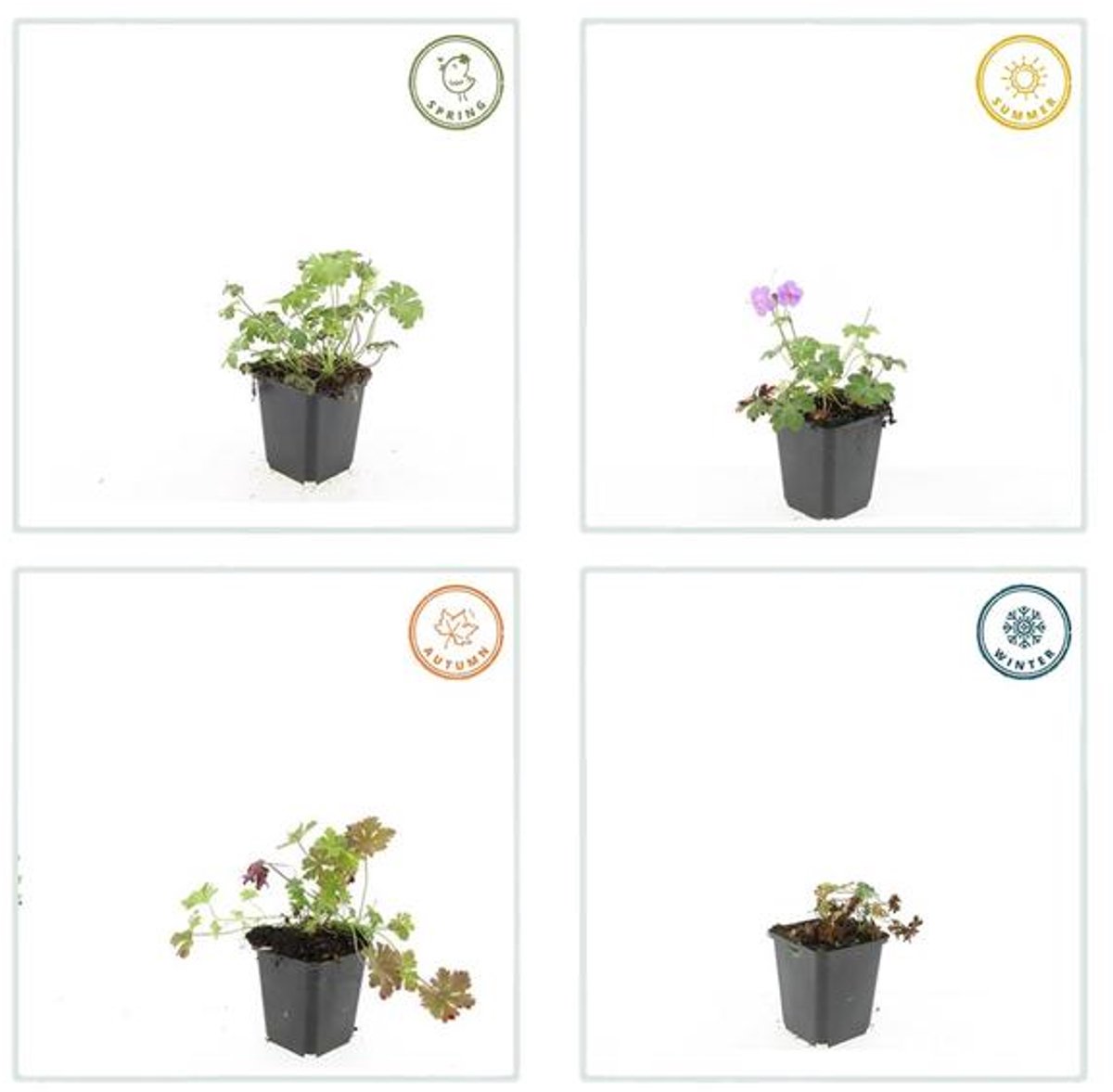 12x Geranium cant. 'Cambridge' - 10-25cm - Ø9cm