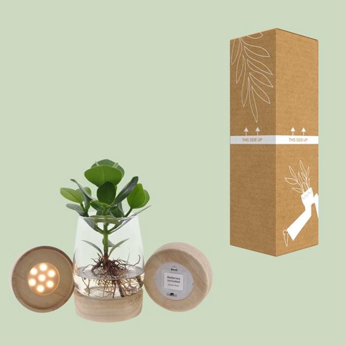 Clusia In Kingston Glas + LED - Ø12cm - 30cm