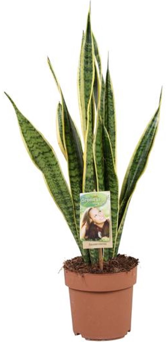 Sansevieria Trifasciata Laurentii - Ø17cm - 60cm
