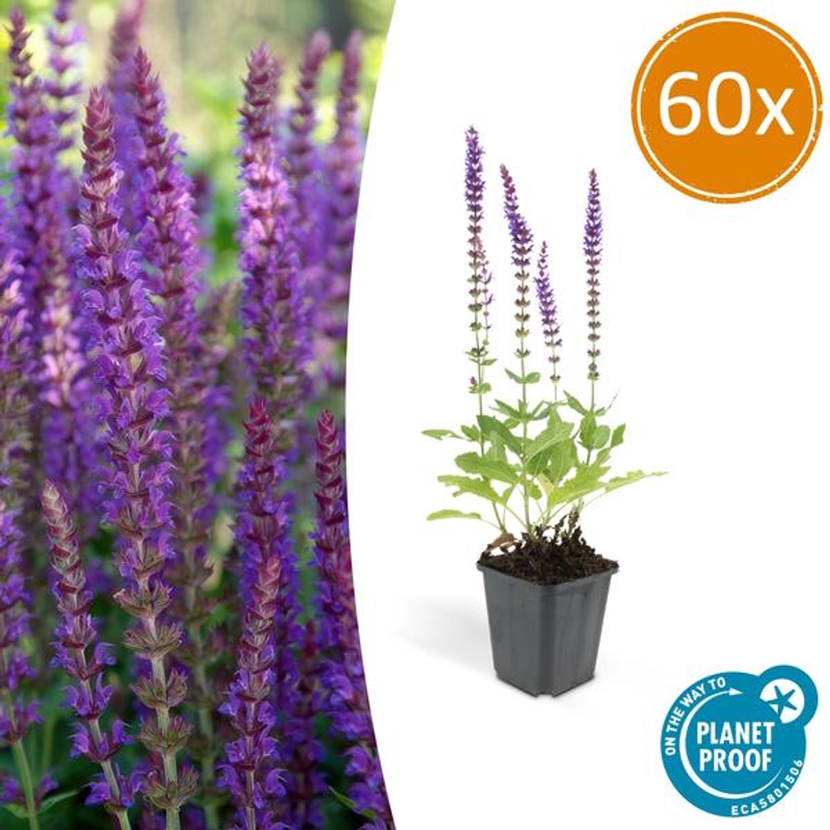 60x Salvia nem. 'Ostfriesland' - 10-25cm - Ø9cm