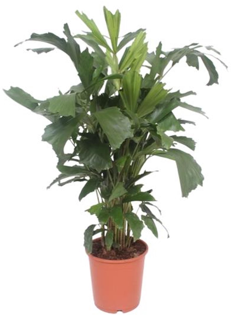 Caryota Mitis - Ø24cm - 110cm