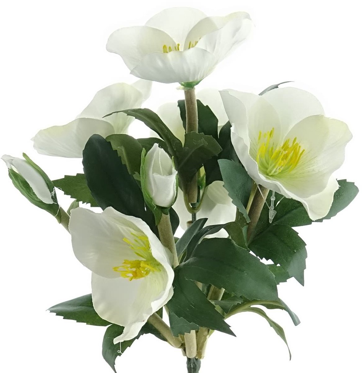 Gasper Kerstroosstruik wit met bloemen & knoppen 25 cm
