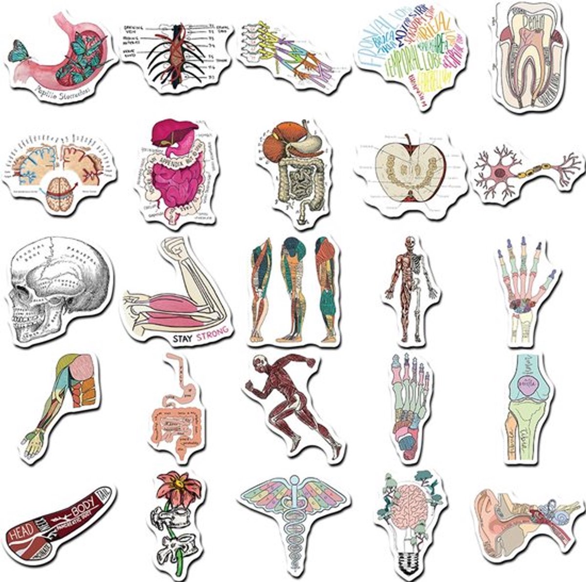 Laptopstickers 50 Stuks - Anatomie Stickers - Menselijke Organen - Memestickers - Geschikt voor Laptops/Tablets - Hoogwaardig Waterdicht Materiaal