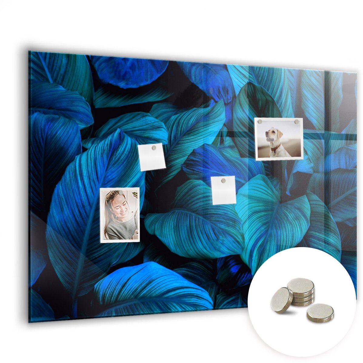 Coloray Glazen Magneetbord - Magnetisch Bord Hegbladeren - 100x70 cm - Blauw Magneetbord - Magnetic Board - Magneetbord Design