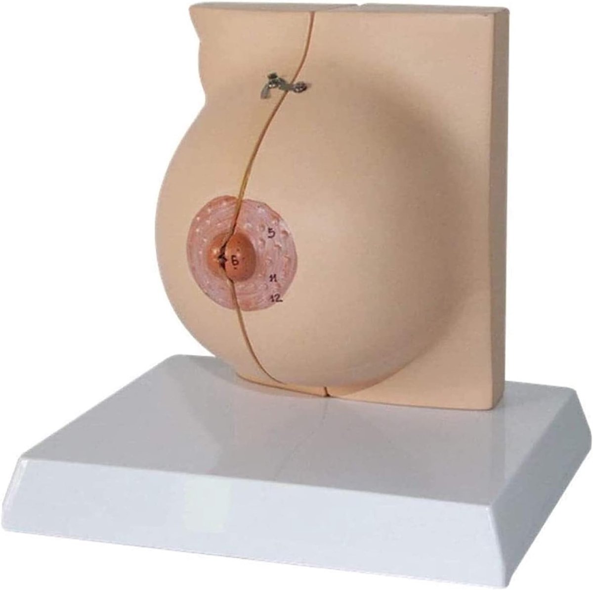 Anatomisch Model Vrouw - Borst Structuur - Onderwijs Hulpmiddel - Digitale Indicatie Borden - 15 cm Hoog - Niet Van Toepassing
