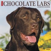 Labrador Retriever Bruin Kalender 2020