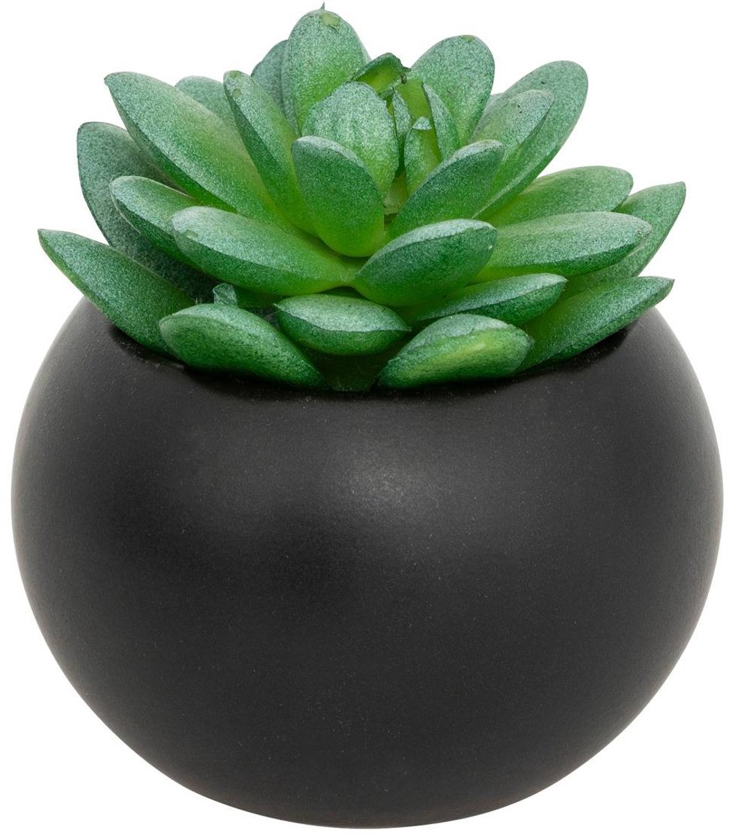 Vetplant in pot ANDA