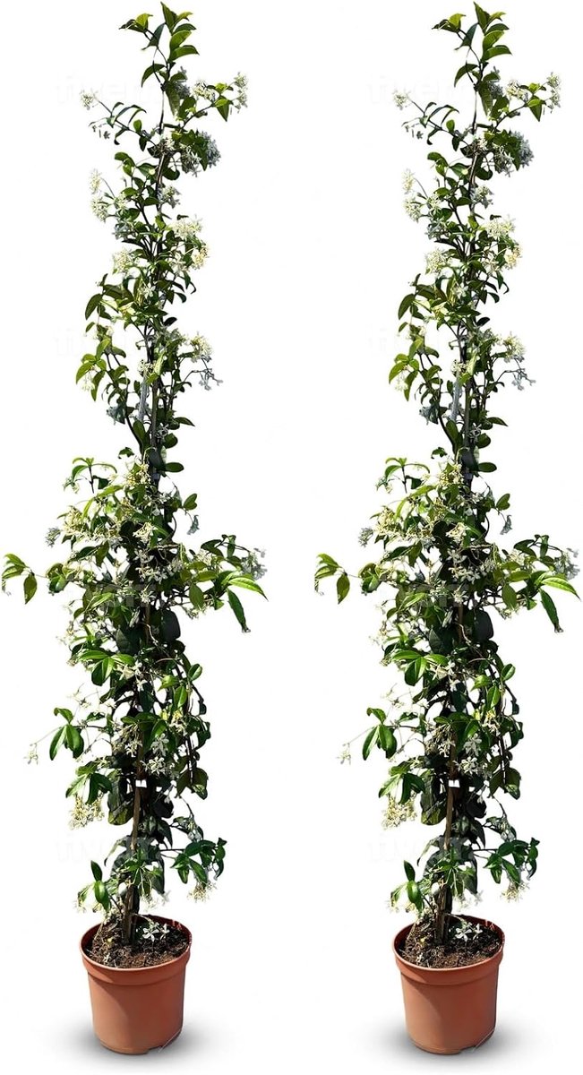 SnelShoppen - 2 Stuks Jasmijn - Toscaans Jasmijn - Trachelospermum Jasminoides - 120 cm - Klimplant - Winterhard - A+ - Geurende Tuinplant voor Tuin e