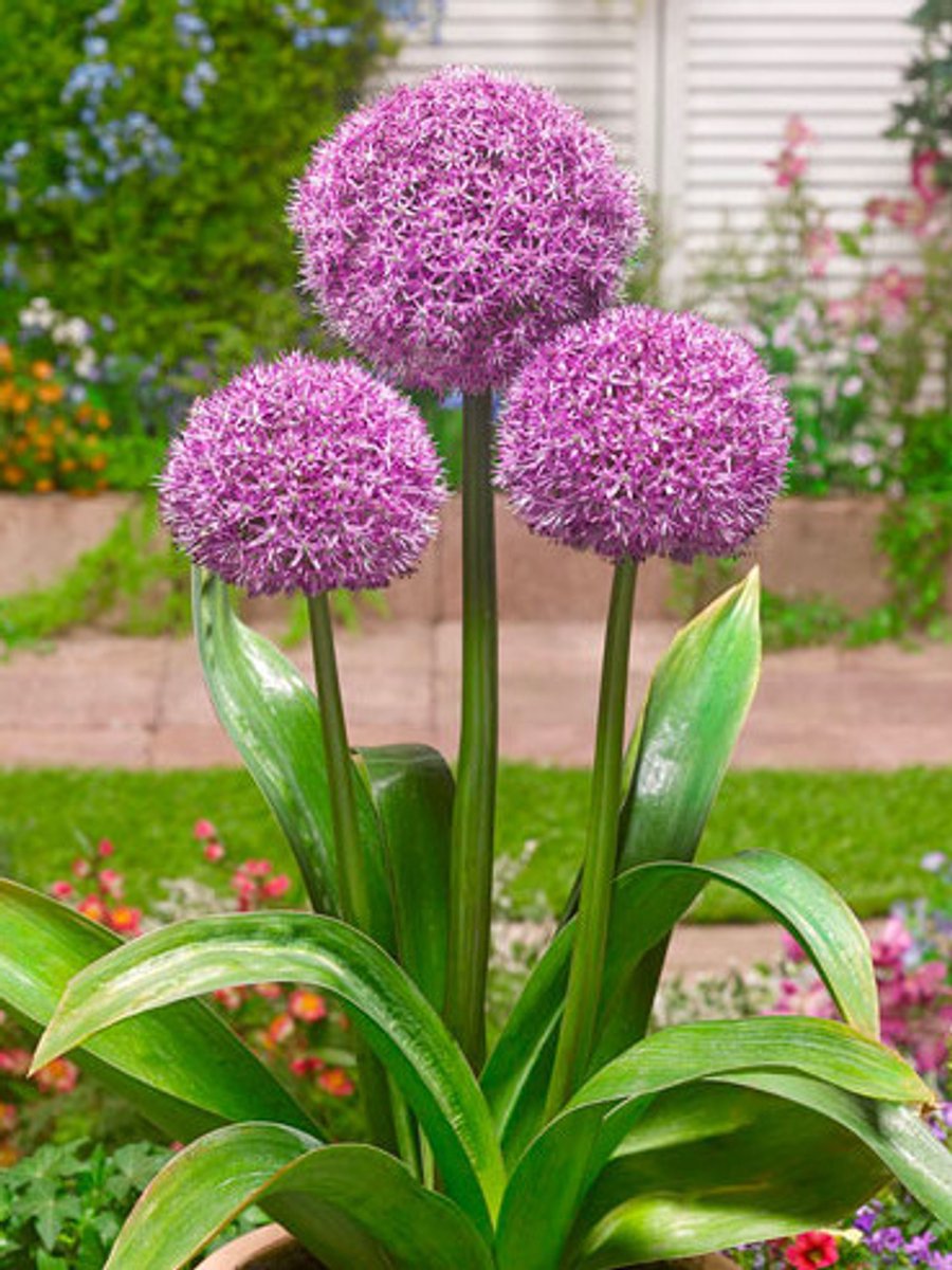2x Allium 'Party balloons' - BULBi® Bloembollen met bloeigarantie