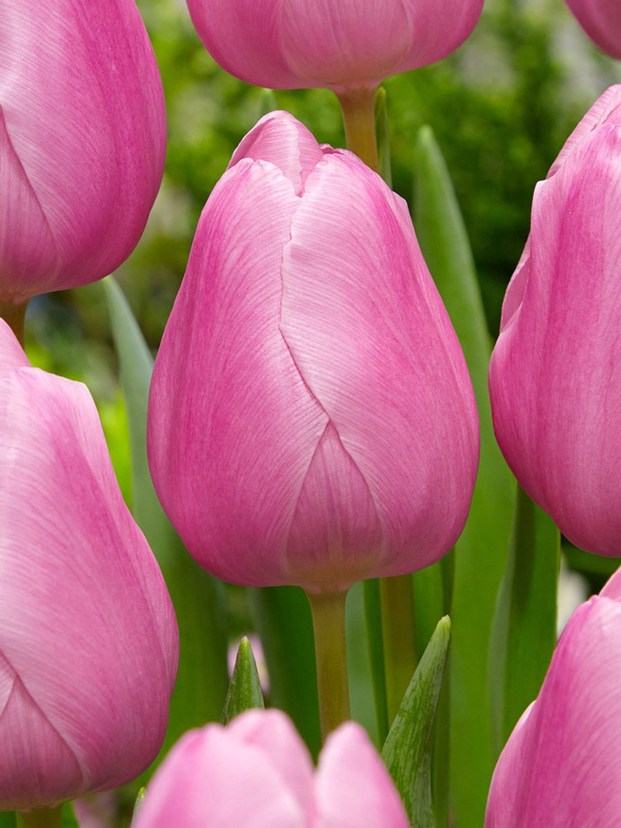 25x Tulpen 'Aafke' - BULBi® Bloembollen met bloeigarantie