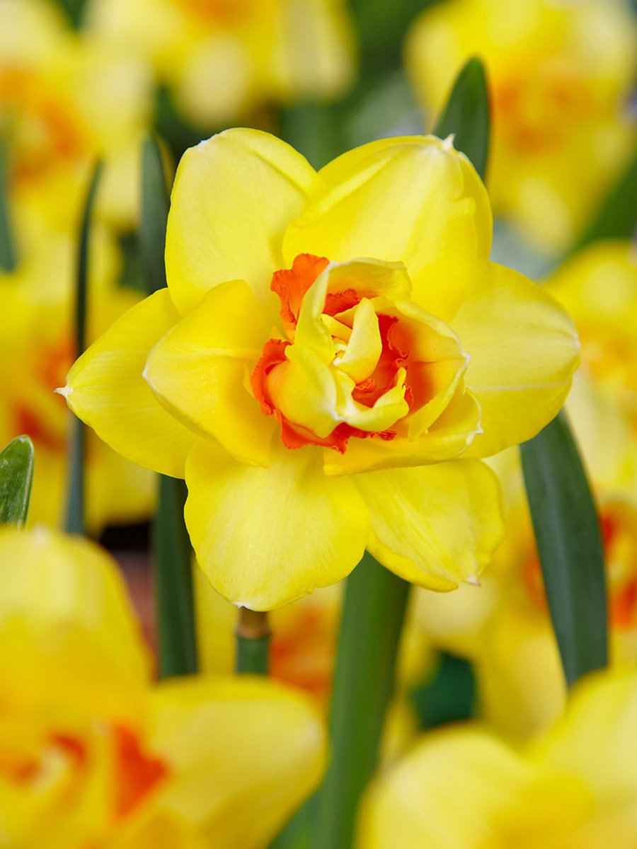 15x Narcissen 'Texas' - BULBi® Bloembollen met bloeigarantie