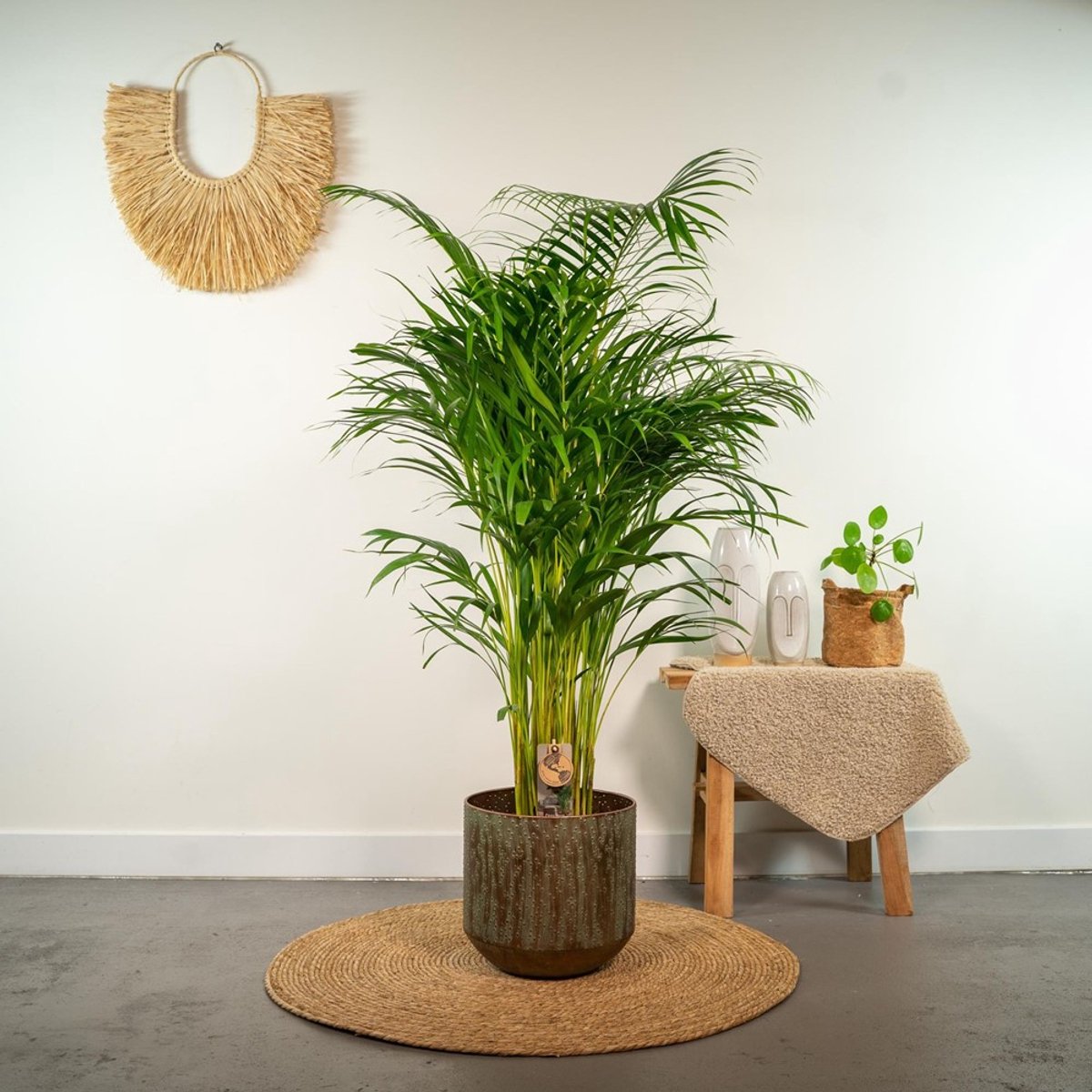 Bol.com Areca Palm XXL - Goudpalm, Dypsis Lutescens - Hoogte 130cm - Potmaat 24cm aanbieding